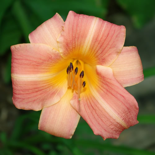 Hemerocallis Coming Your Way